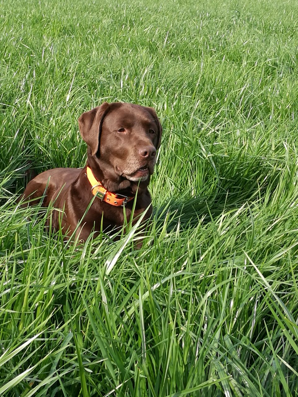  Grete genießt mit Aufmerksamkeit das Trainig 