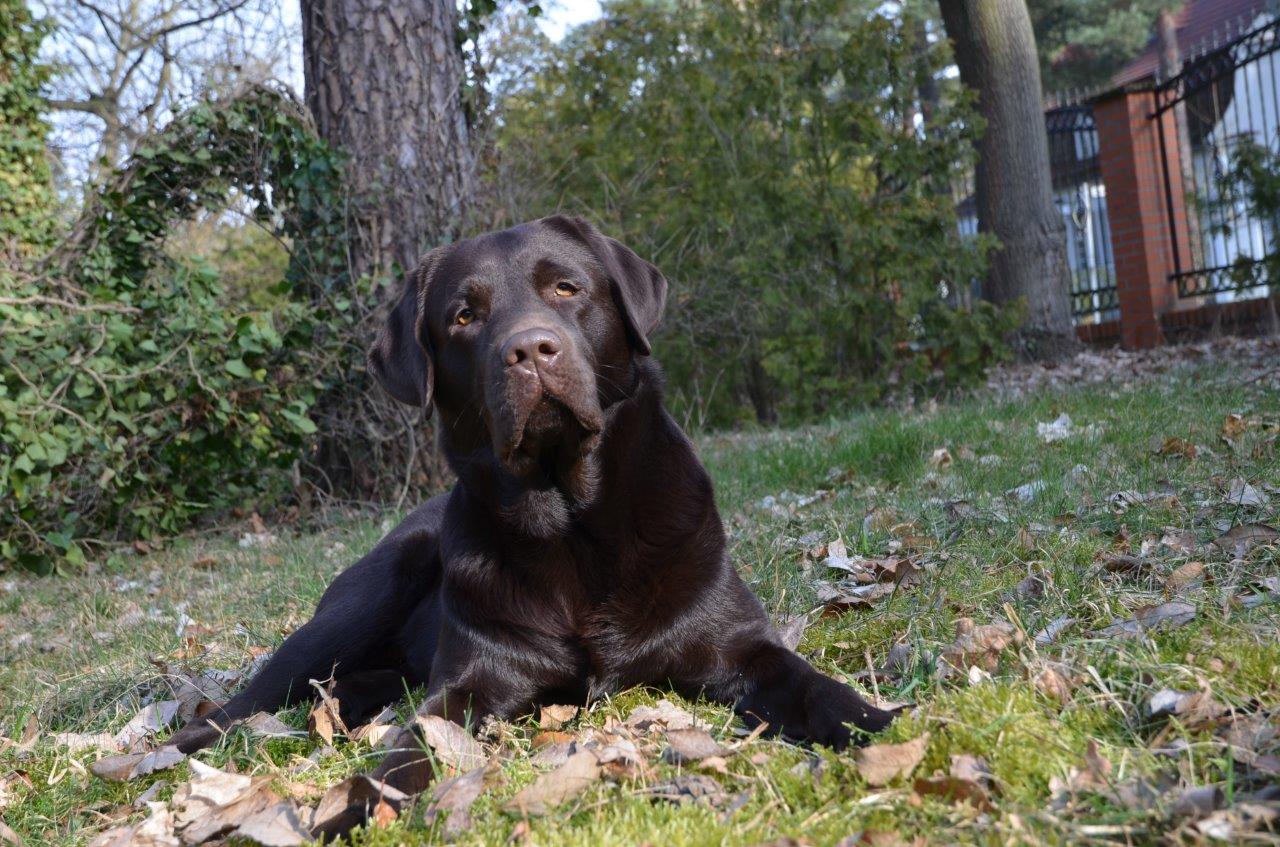  Aron/Jimmy genießt den Herbst 