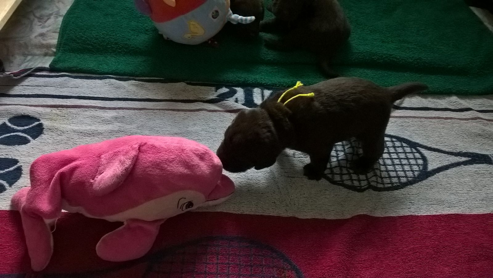  Ein neuer Spielgefährte 