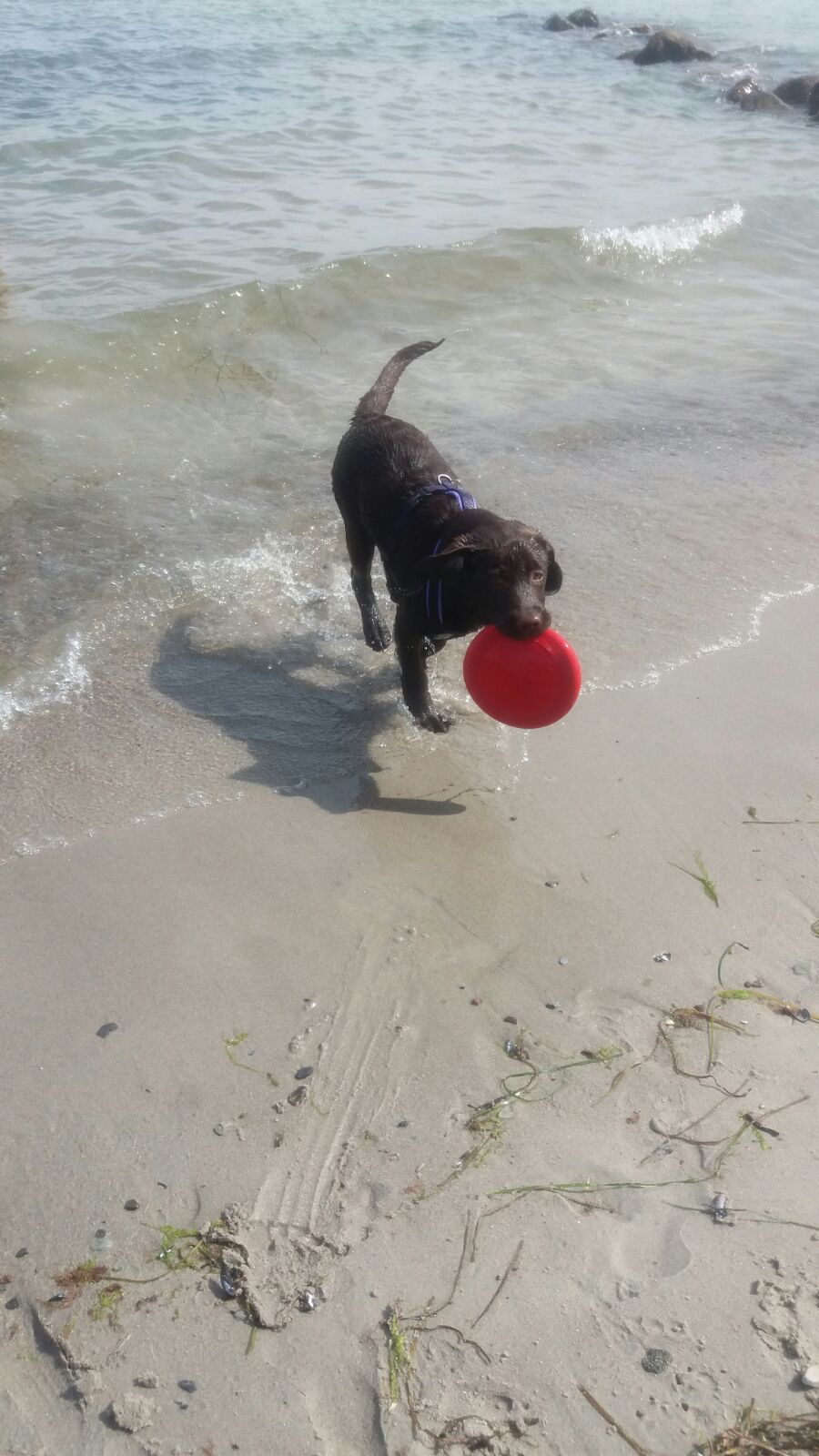  Anny/Emma genießt die Ostsee 