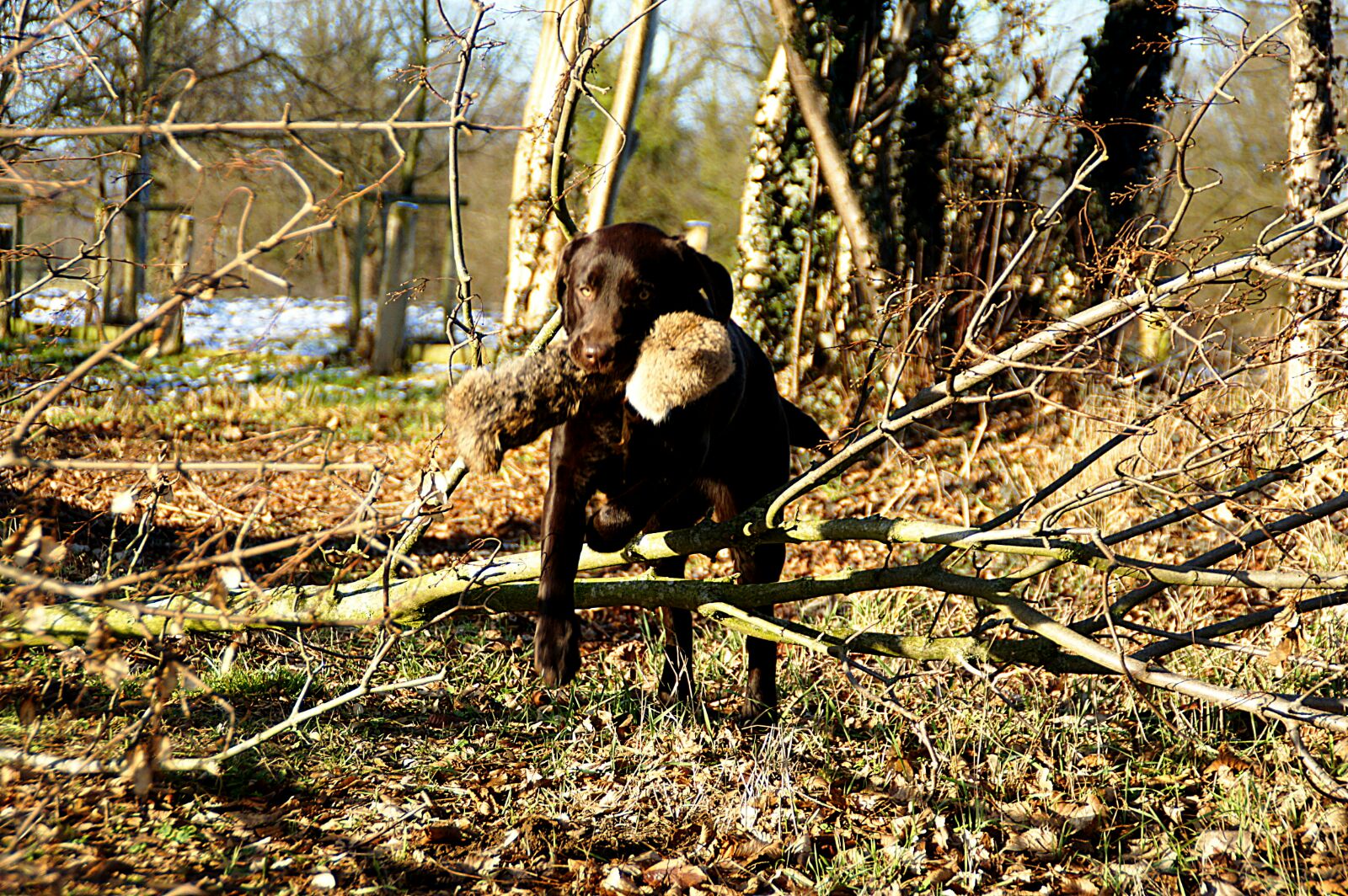  Amazing/Käthe genießt die jagdliche Ausbildung 