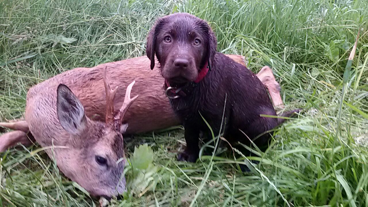  WMH an Amazin/Käthe kleine Nachsuche auf 7m im langen Gras. Ich freu mich und bin Stolz auf die kleine Maus 
