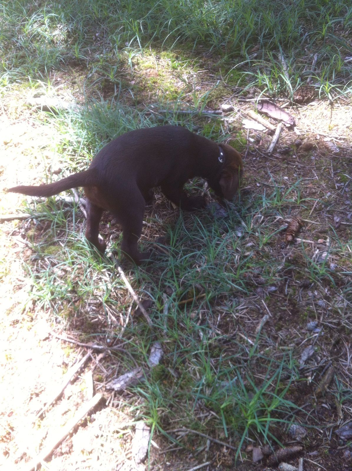  Anton mit tiefer Nase an der Saukirrung 