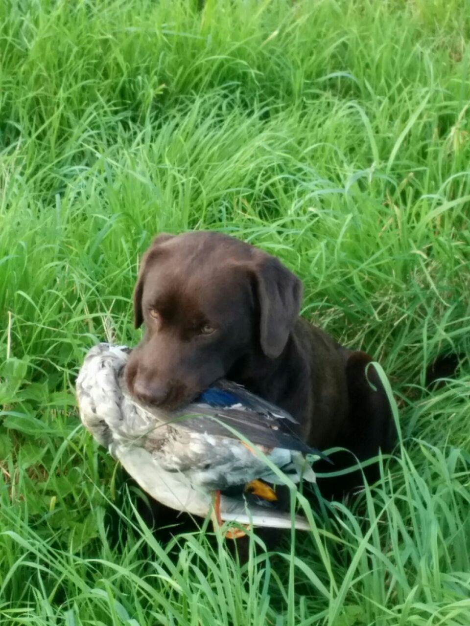  Alma hat die JP/R als Suchensieger mit 260P bestanden 