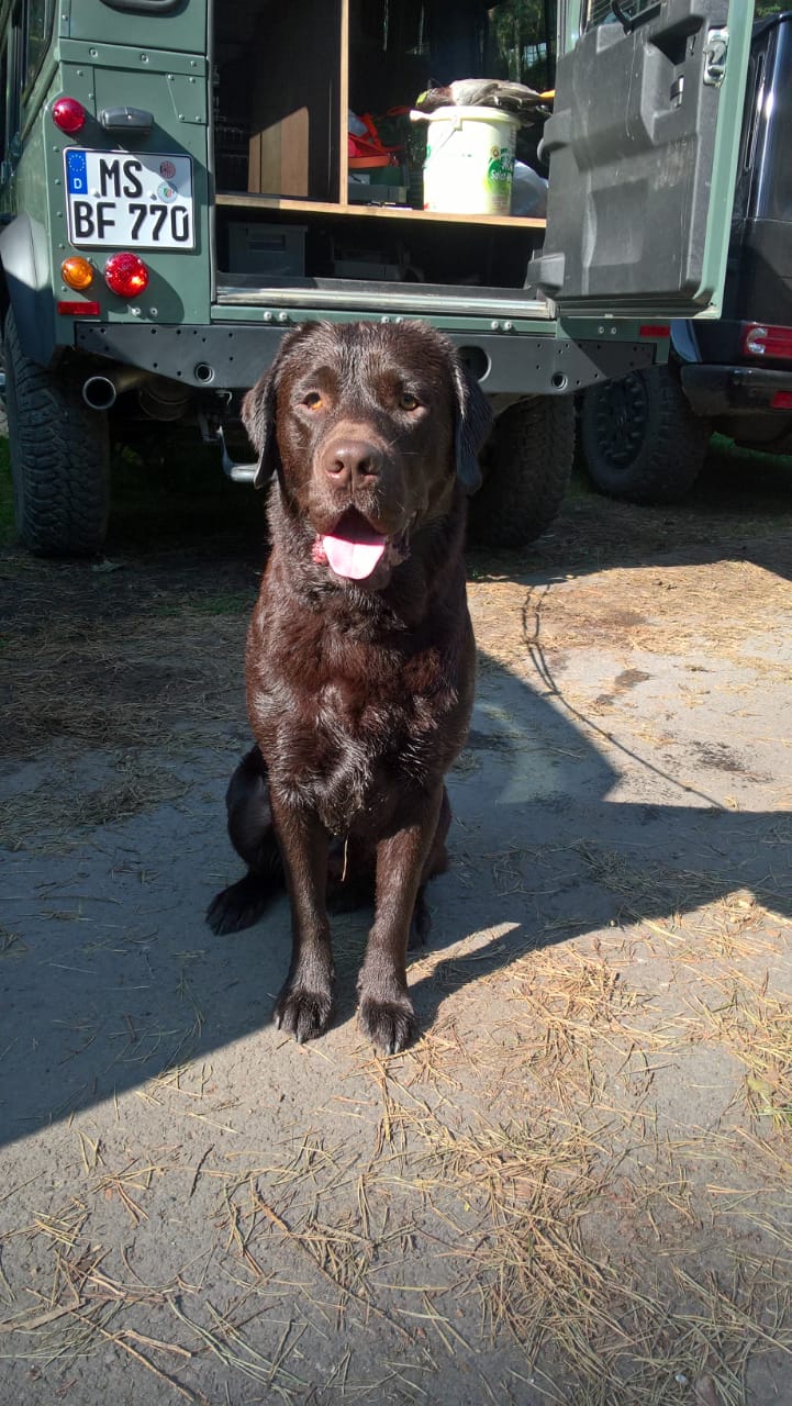  Alex hat die Brauchbarkeit auf Niederwild und Schalenwild bestanden 