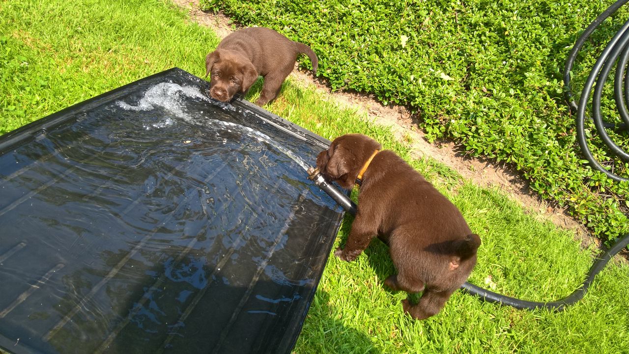  Erste Wassergewöhnung 