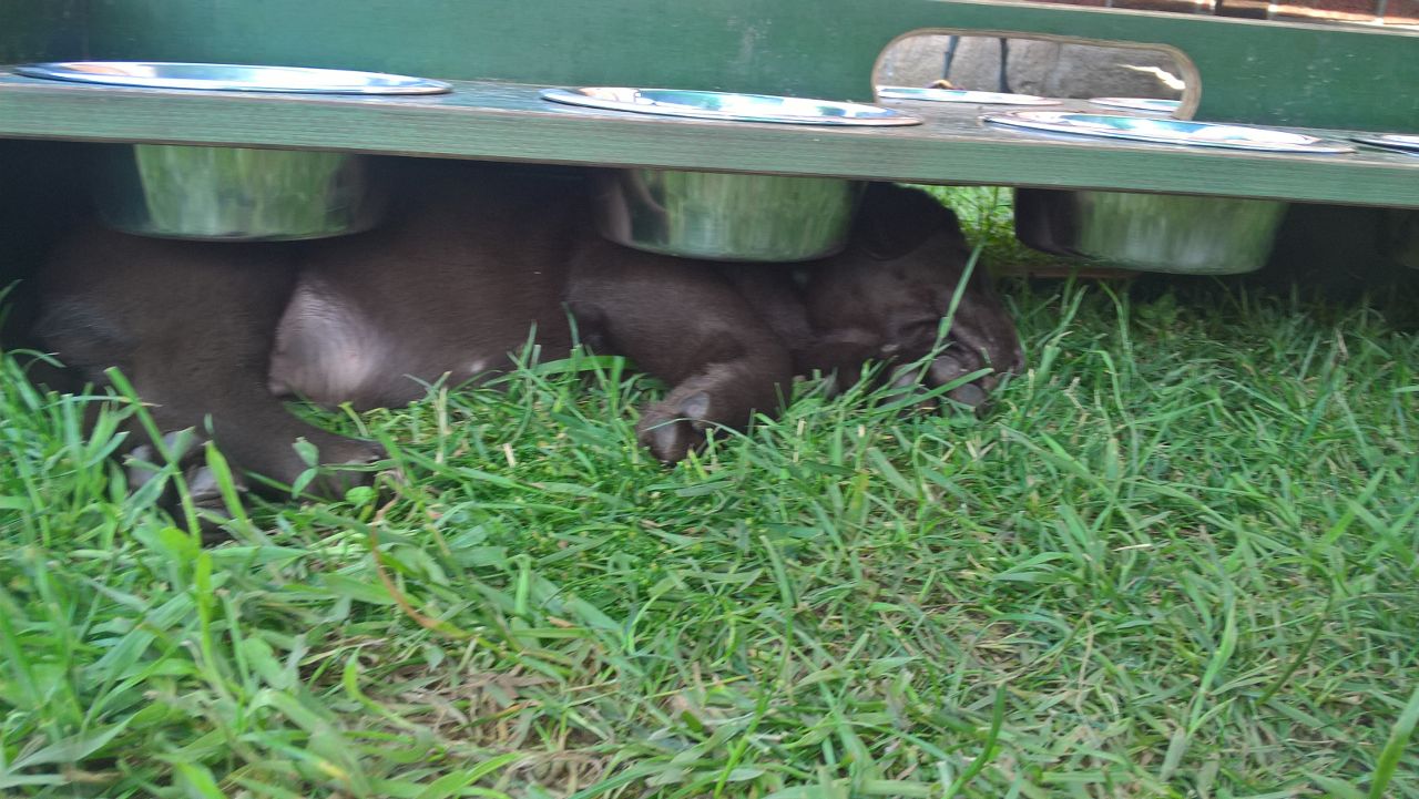  Pause unter dem Futternapf 