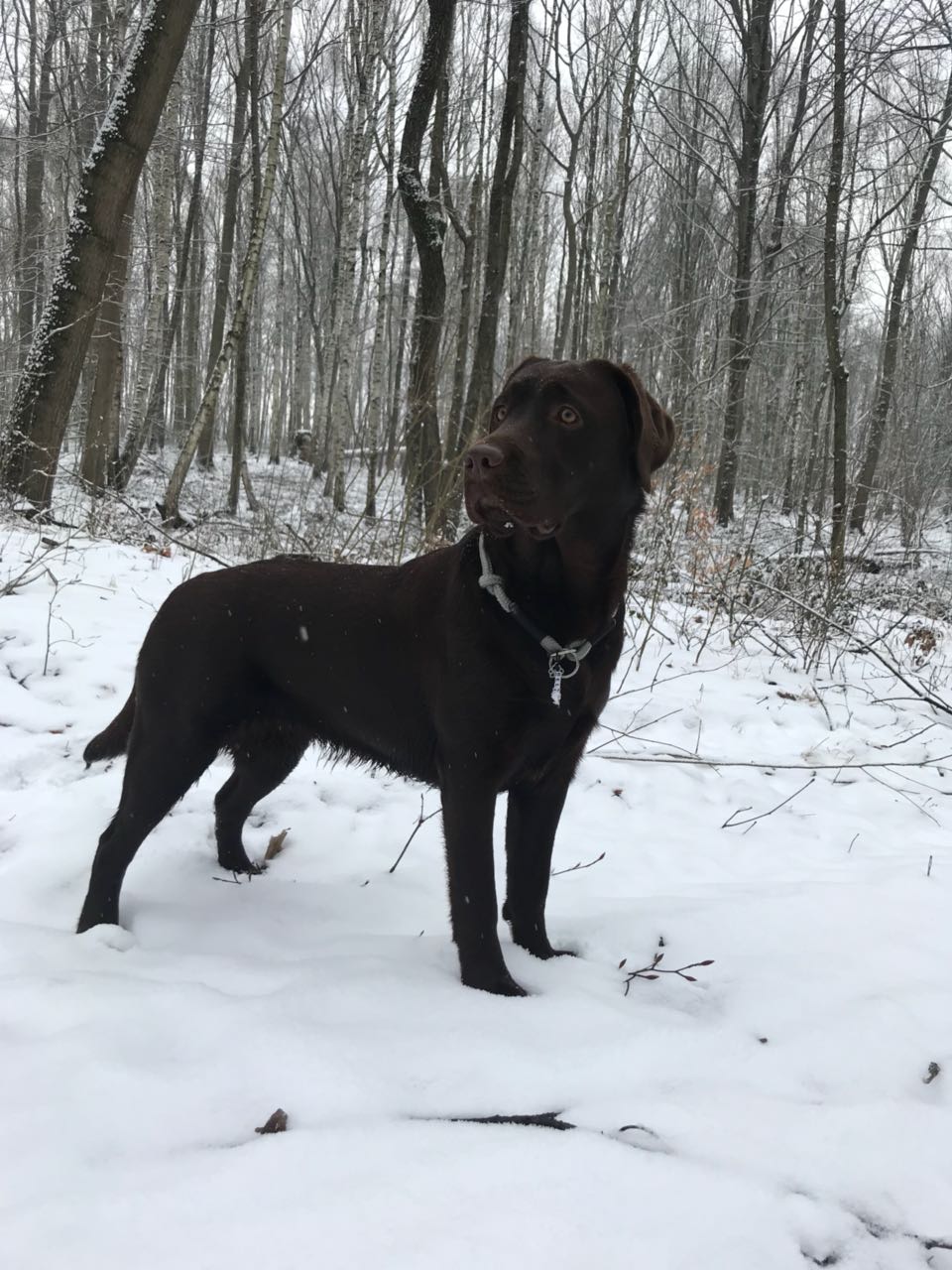  Bella genießst den Schnee 