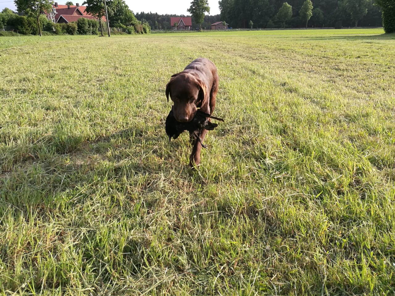 Botox übt fleißig fur die JP/LR 