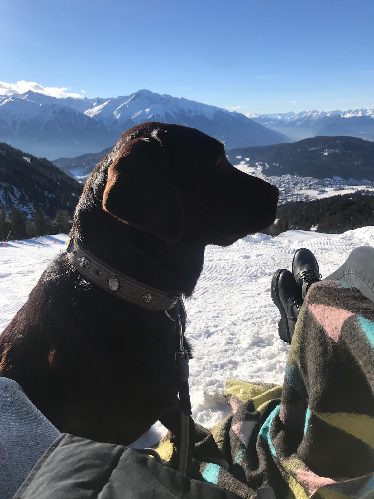  Bella genießt den Schnee in Österreich 