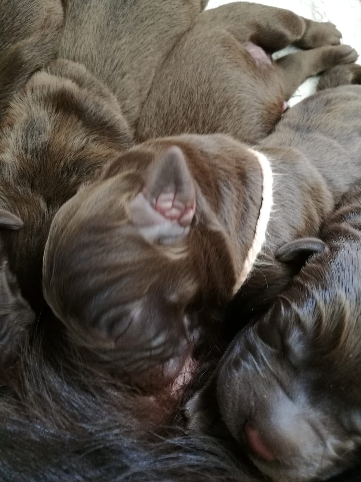  Die Milchbar ist eröffnet. 