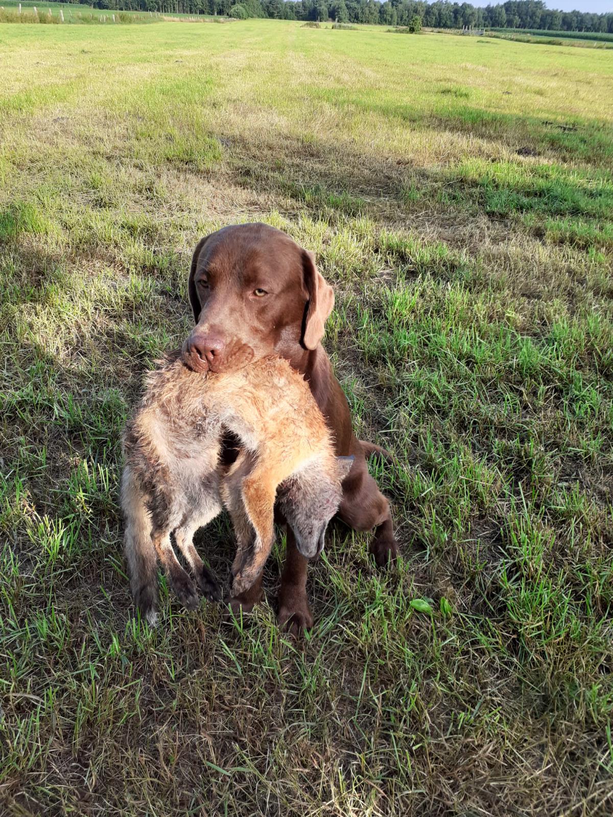  Dexter auf dem Weg zur VPS 