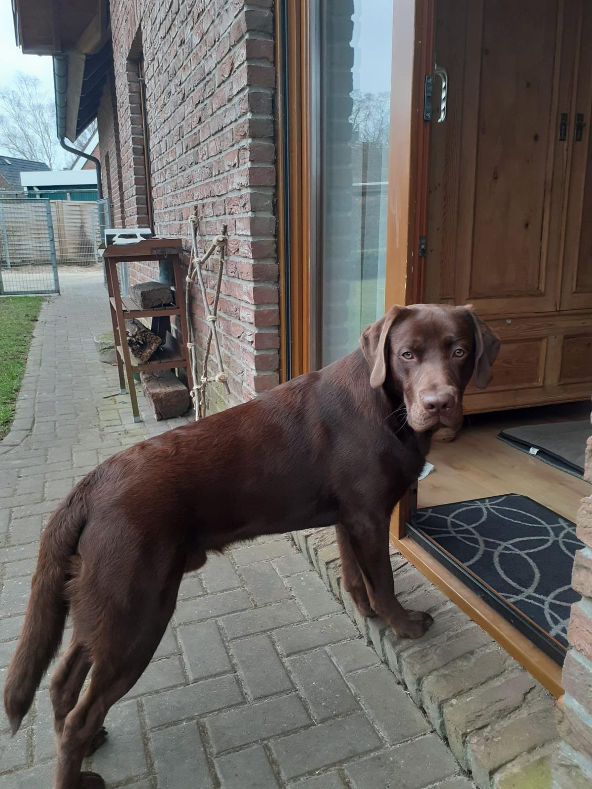  Dexter grüßt von Zuhause 