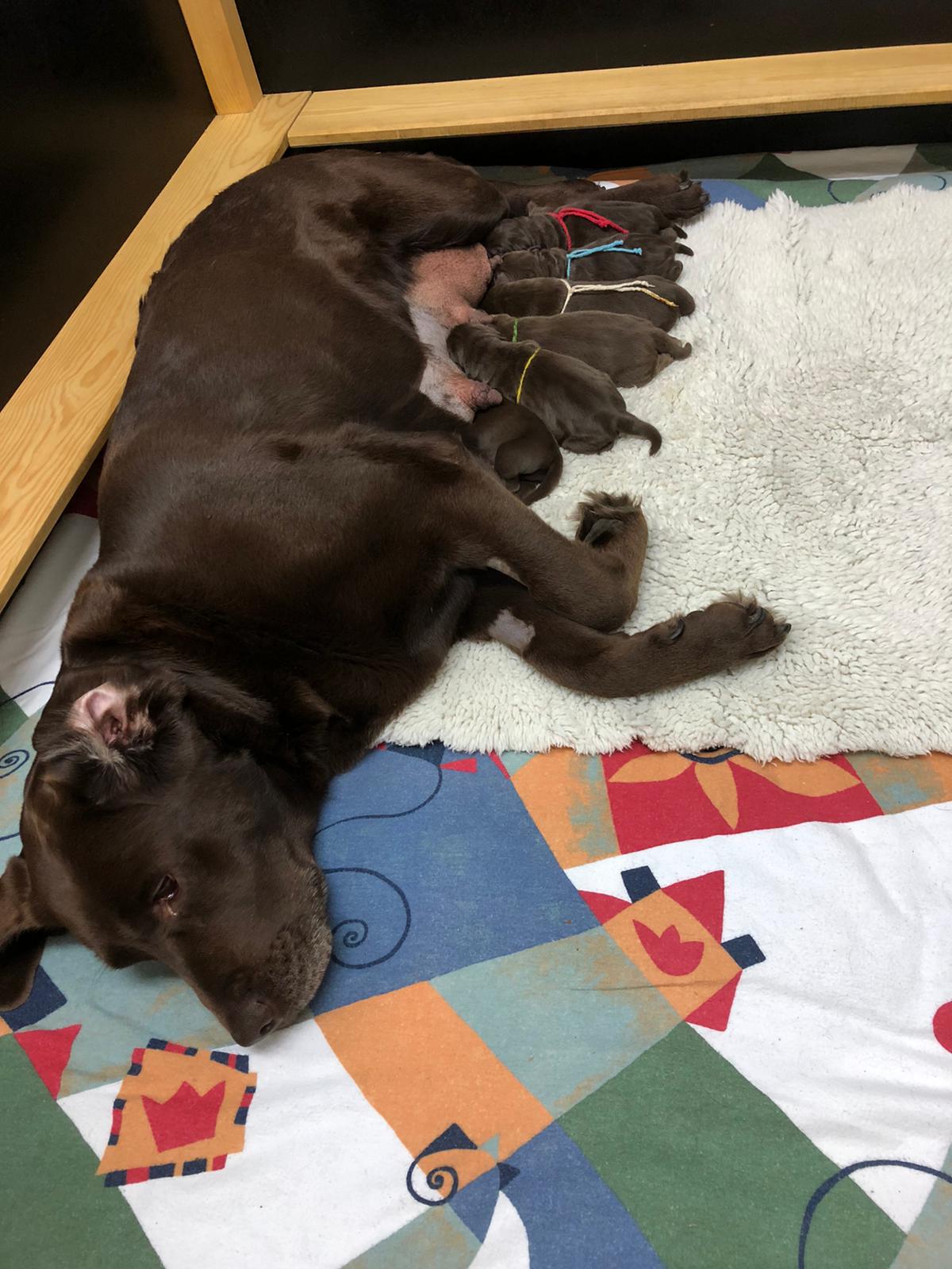  Die Milchbar ist eröffnet. 