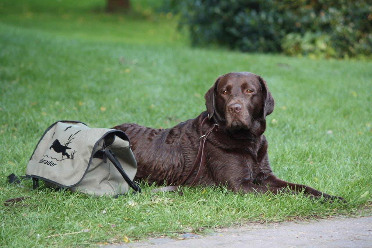 Der Labrador